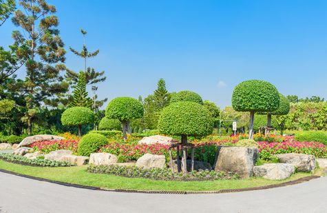 CÔNG TY TNHH SX - TM - DV HOÀNG DUY BẢO, Chăm sóc cây cảnh