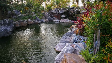Công Ty TNHH Cảnh Quan Cuộc Sống Xanh, Hồ cá koi