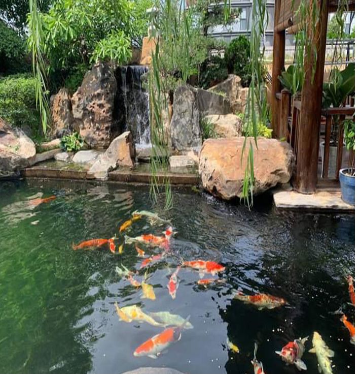 Thi công hồ cá koi 
