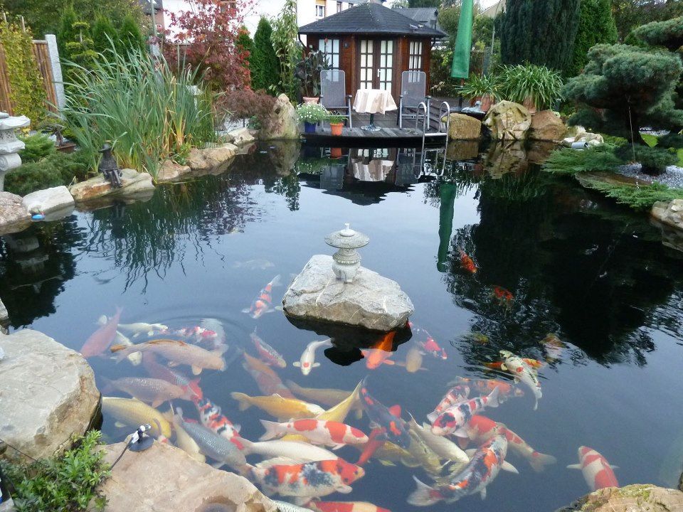 Thi công hồ cá koi 