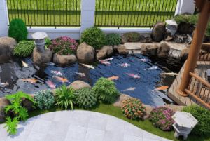 Hồ cá koi sân vườn