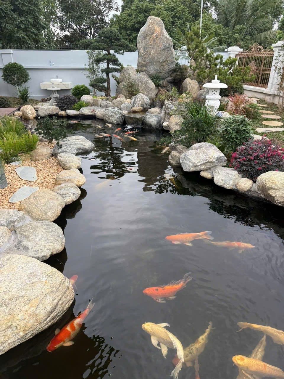 Hồ cá koi