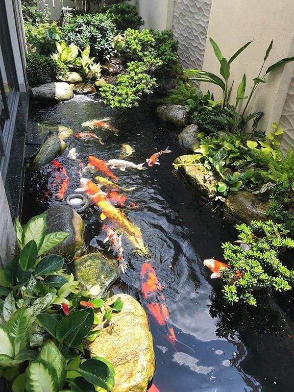 Thi công hồ cá koi 