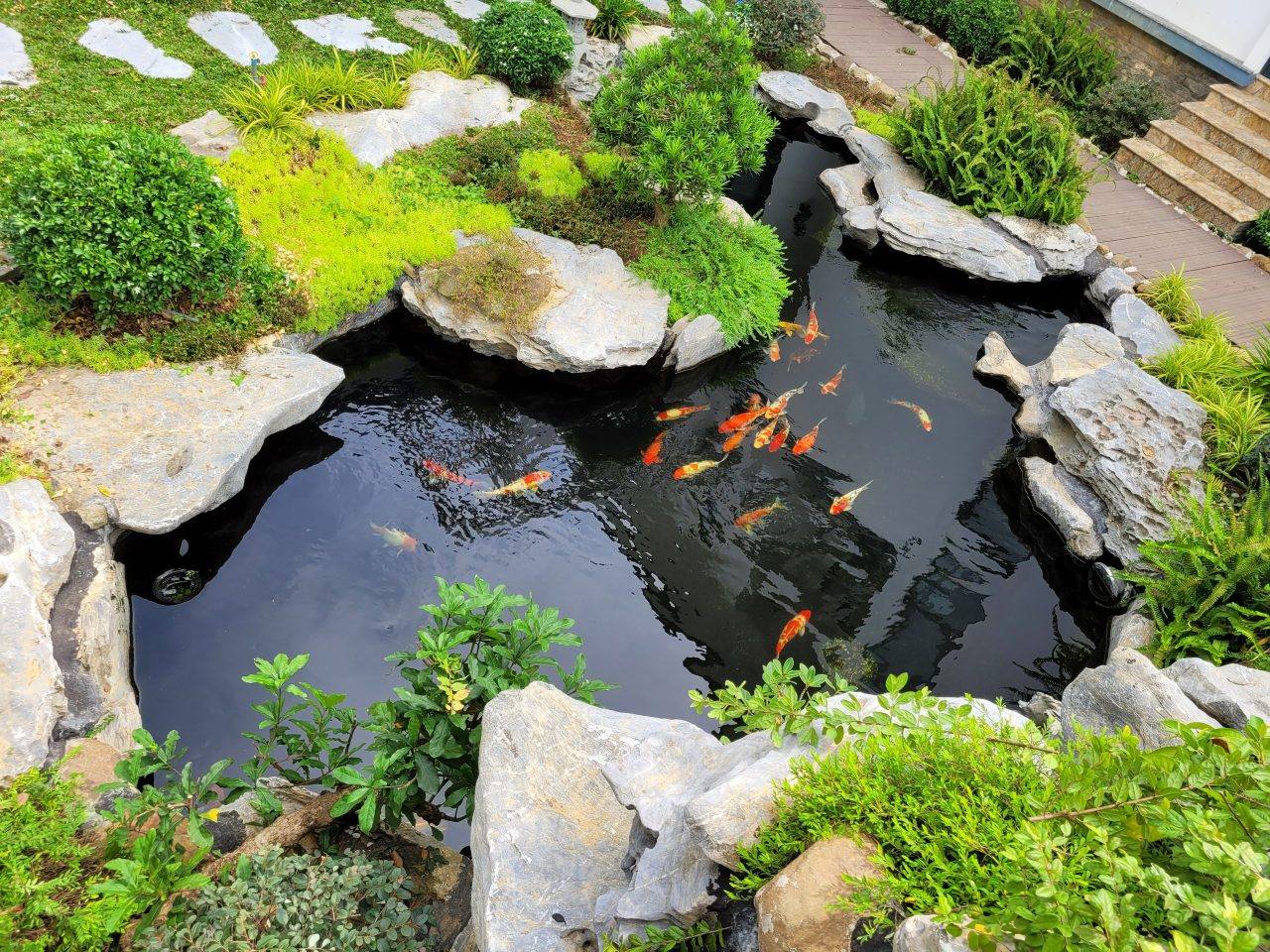Hồ cá Koi