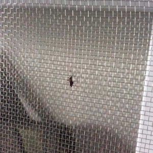 Cửa lưới chống muỗi