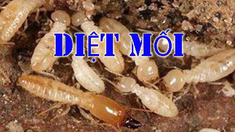 Dịch vụ diệt côn trùng