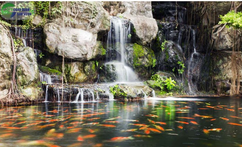 Thiết kế hồ cá coi