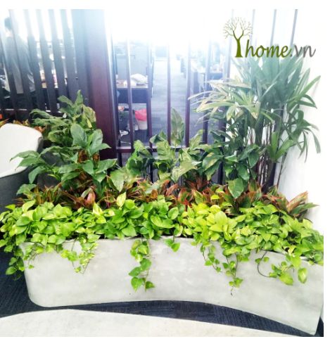 Thiết kế cây xanh văn phòng