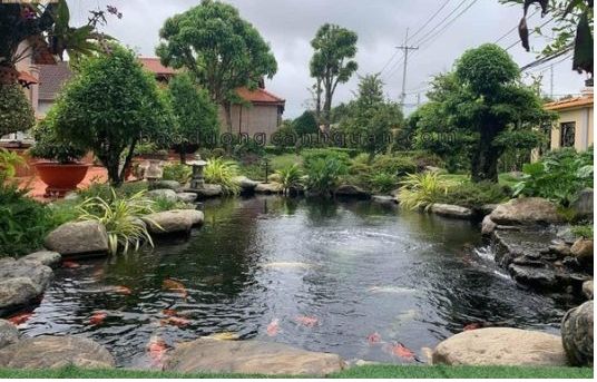 Thiết kế hồ cá koi