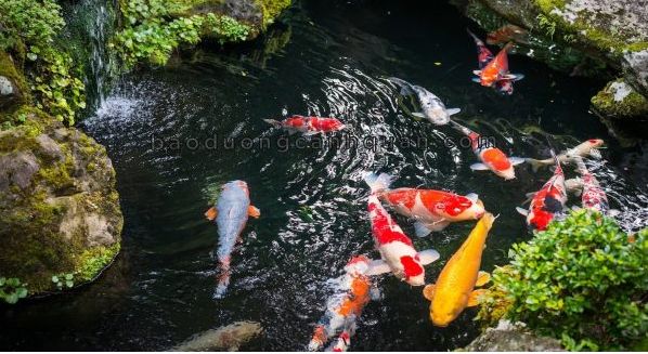 Thiết kế thi công hồ cá koi