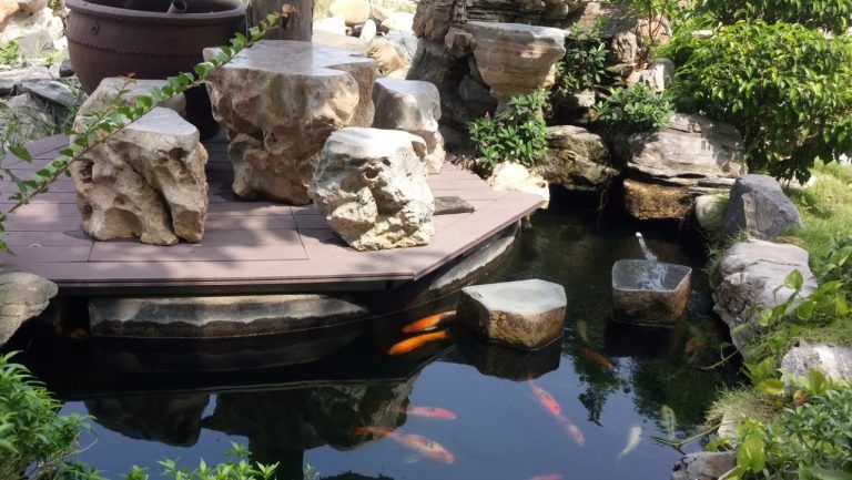 Thiết kế hồ cá koi