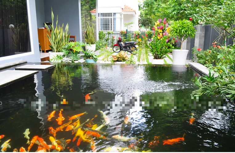 Thiết kế hồ cá koi