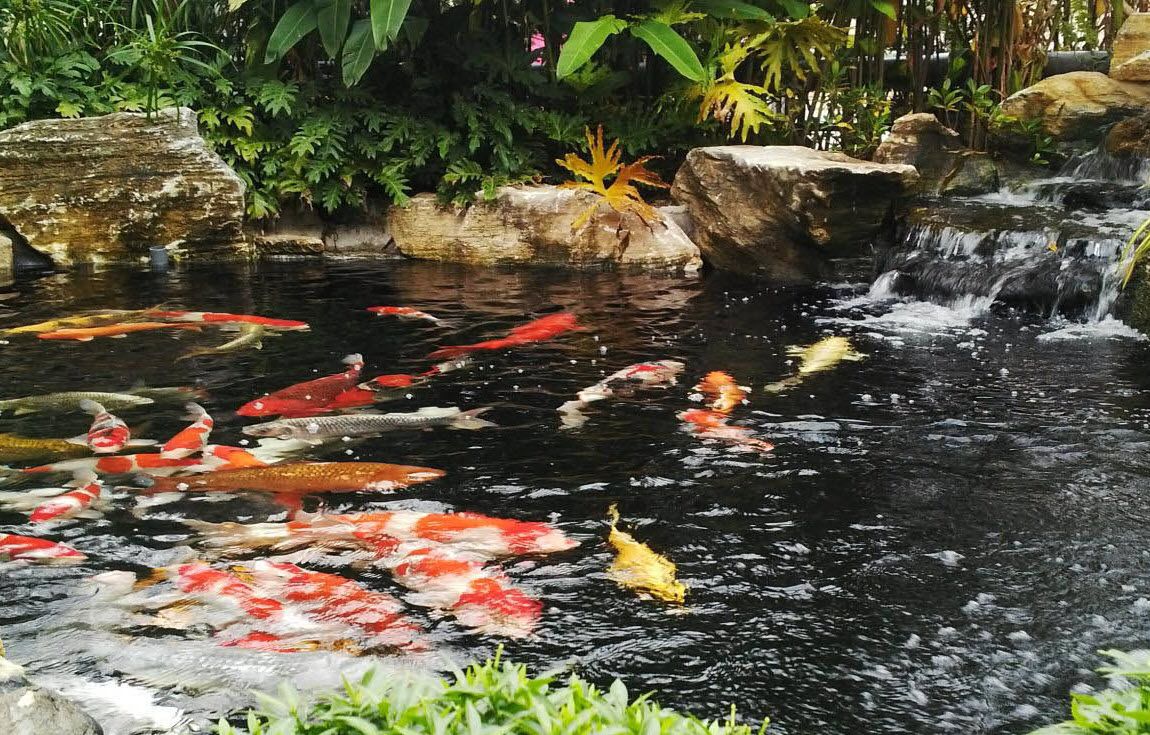 Thiết kế hỗ cá koi