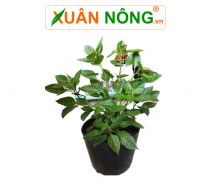 Cây ớt 
