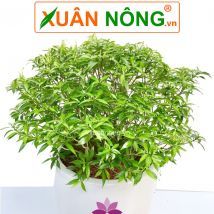 Cây mai vạn phúc