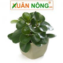 Cây trường sinh