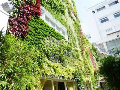 Cây xanh tường đứng