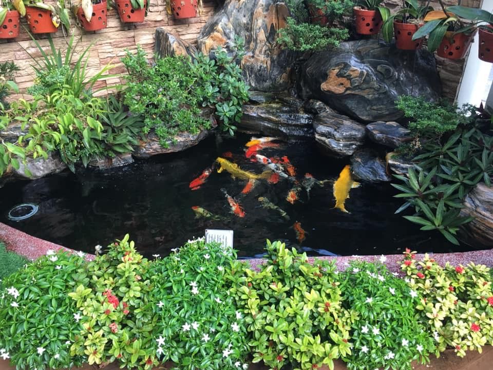 Thiết kế hồ cá koi 