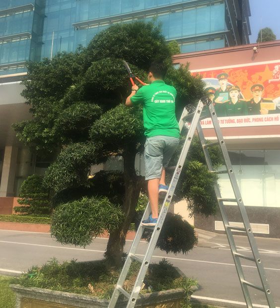 Dịch vụ chăm sóc cây cảnh