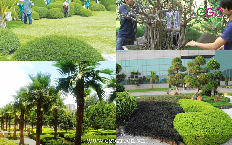 Bảo dưỡng chăm sóc cây xanh