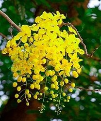 Cung cấp cây xanh