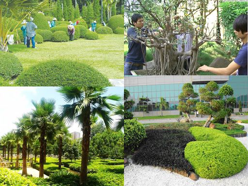 Dịch vụ cảnh quan chăm sóc cây