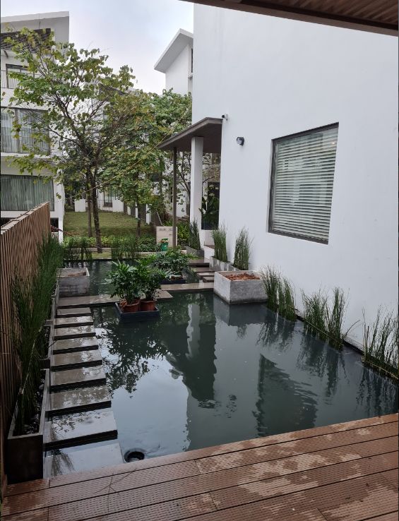 Thi công hồ cá Koi