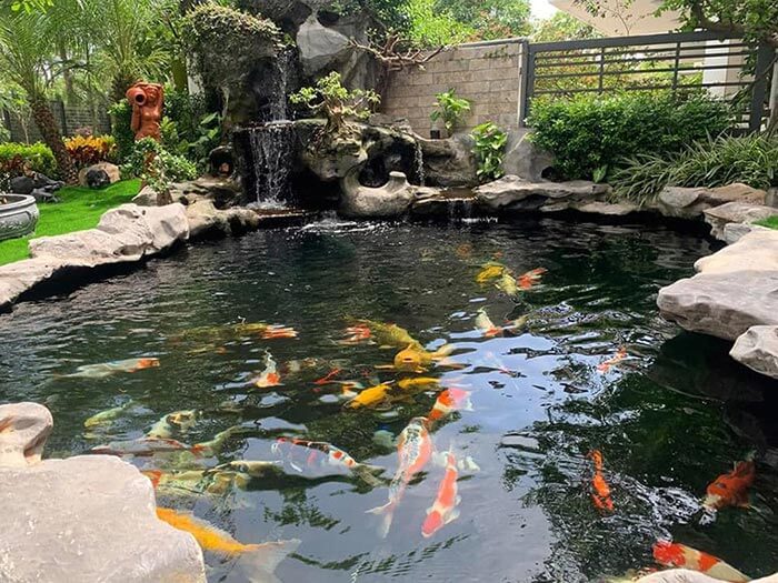 Thiết kế thi công hồ các koi