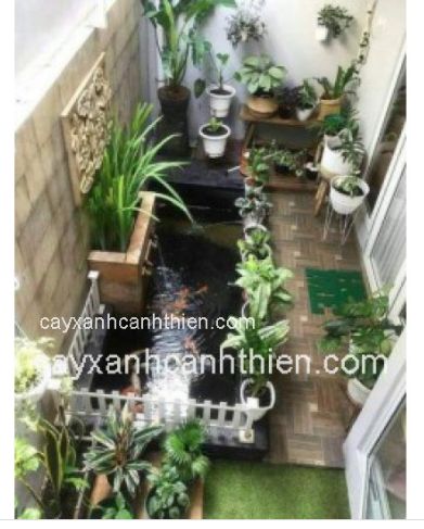 Thiết kế cảnh quan hồ cá