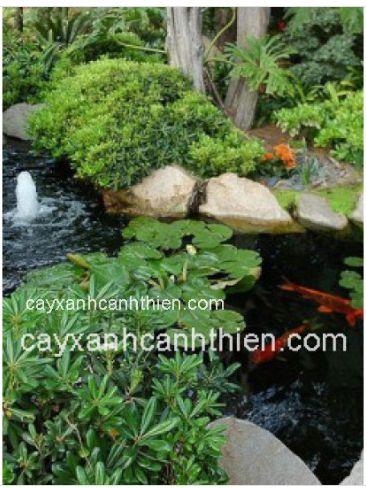 Thiết kế hồ cá koi