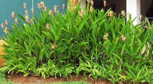 Cây Chuối Mỏ Két