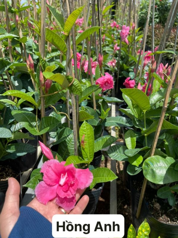 Hoa hồng anh