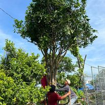 Cây xanh trang trí