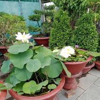 Hoa sen 