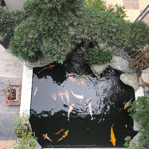 Cong Trinh Biet Thu Hàng Hoa Tham