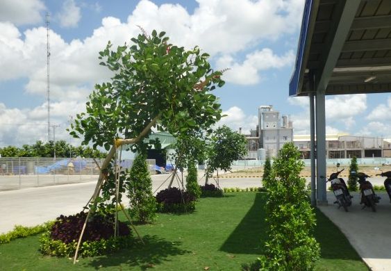 Thiết kế chăm sóc cây xanh