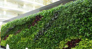 Thiết kế thi công tường cây xanh