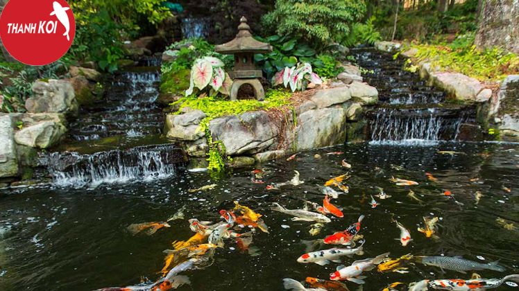 Thi công hồ các koi