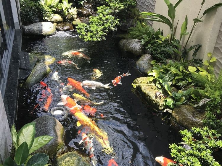 Hồ cá koi