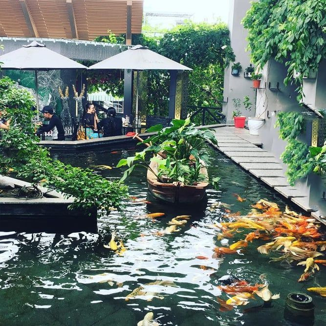 Thiết kế hồ cá koi quán cà phê