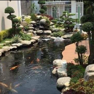 Hồ cá koi