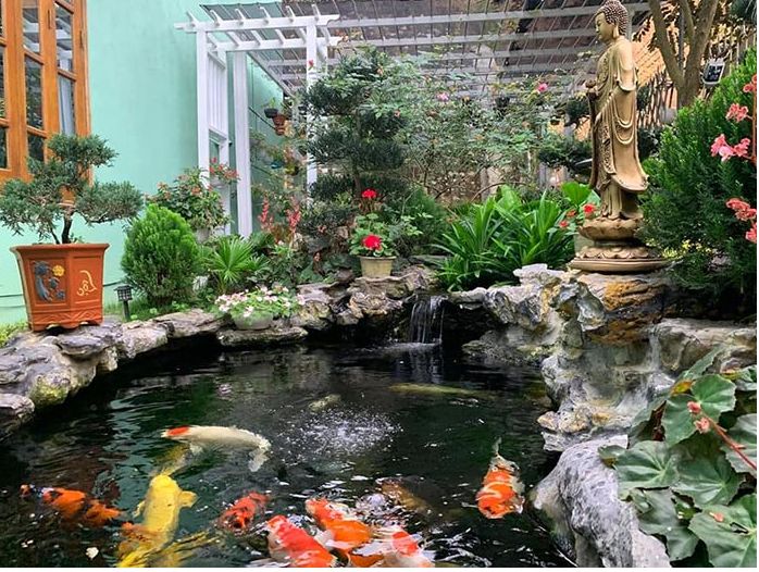 Thiết kế thi công hồ cá koi