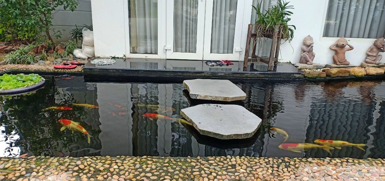 Thiết kế hồ cá koi