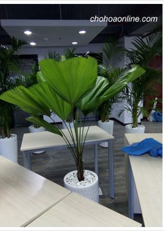 Cây kè nhật