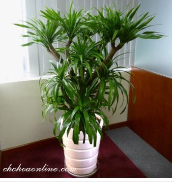 Cây đại lộc