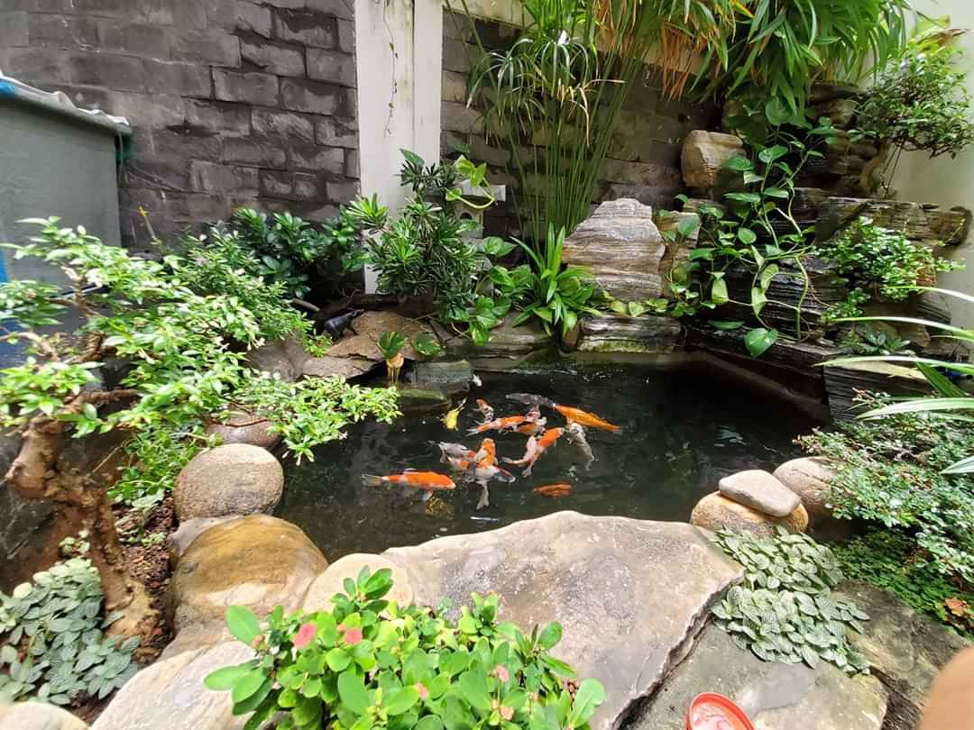 Thiết kế thi công hồ cá Koi