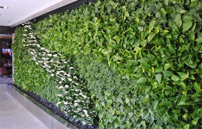  Thiết kế thi công tường cây xanh thẳng đứng