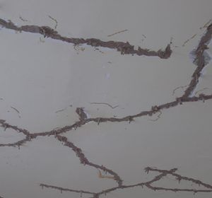 Chống nứt chung cư