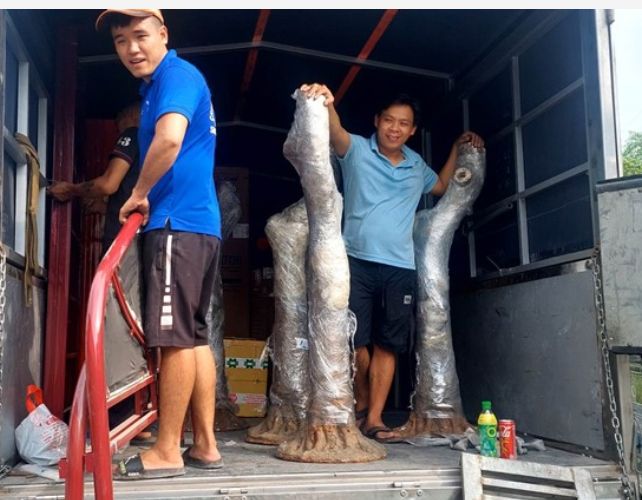 Vận chuyển hàng hóa 