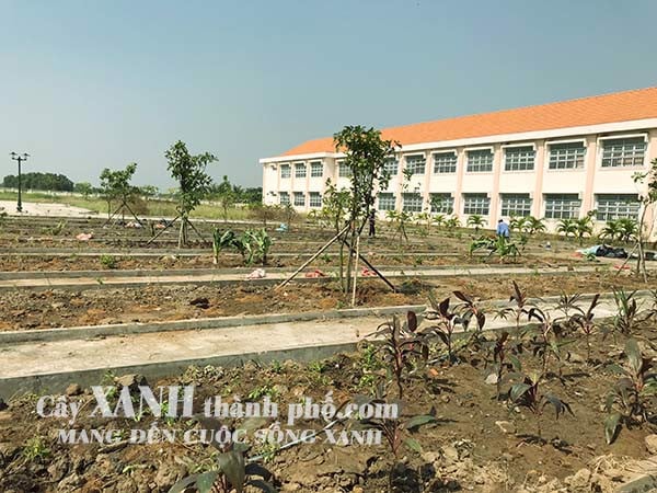 Trồng cây xanh dự án Trường THPT Long Cang